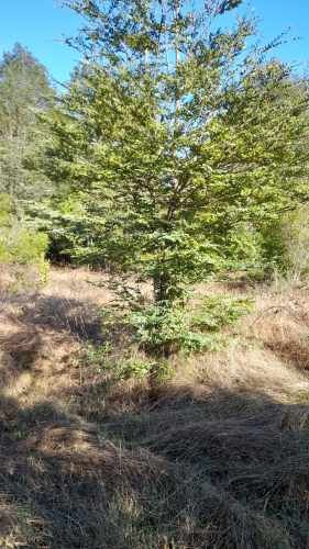 Venta de hermosa Parcela camino a Panguipulli Los Lagos