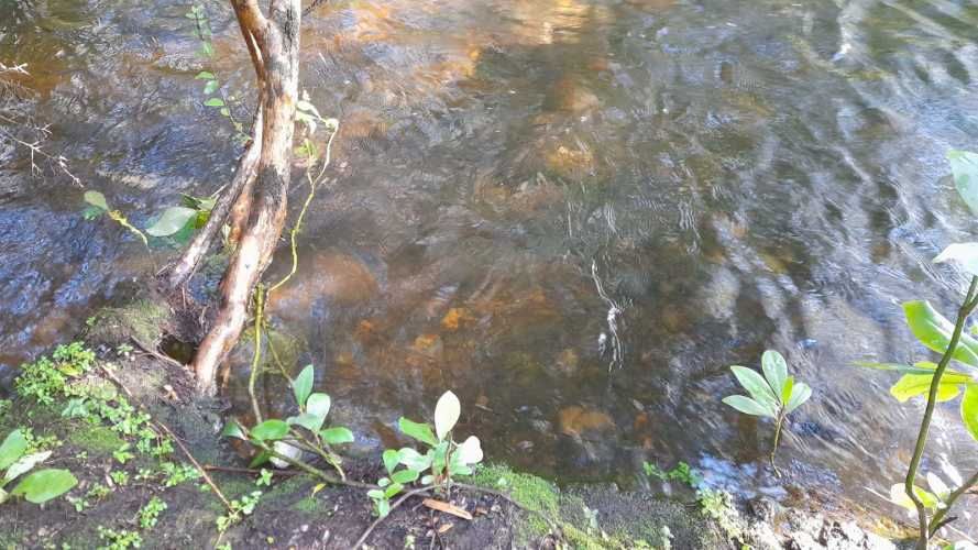 Venta de hermosa Parcela camino a Panguipulli Los Lagos