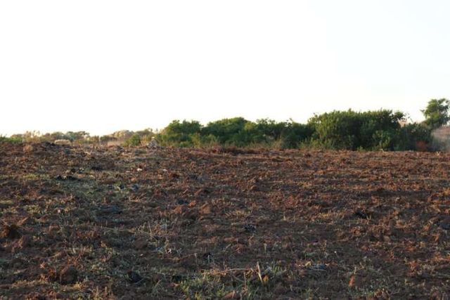 SE VENDE PARCELA  AGRICOLA EN EL CONVENTO, SANTO DOMINGO