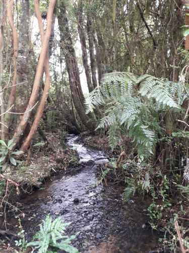 PARCELA Llanquihue