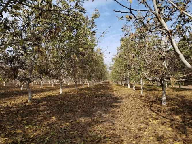 PARCELA Santa Teresa con El Colorado, Colina