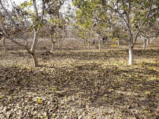 PARCELA Santa Teresa con El Colorado, Colina
