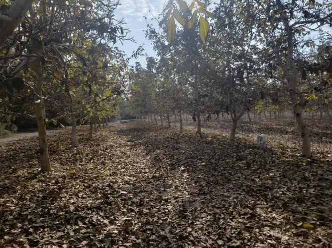 PARCELA Santa Teresa con El Colorado, Colina