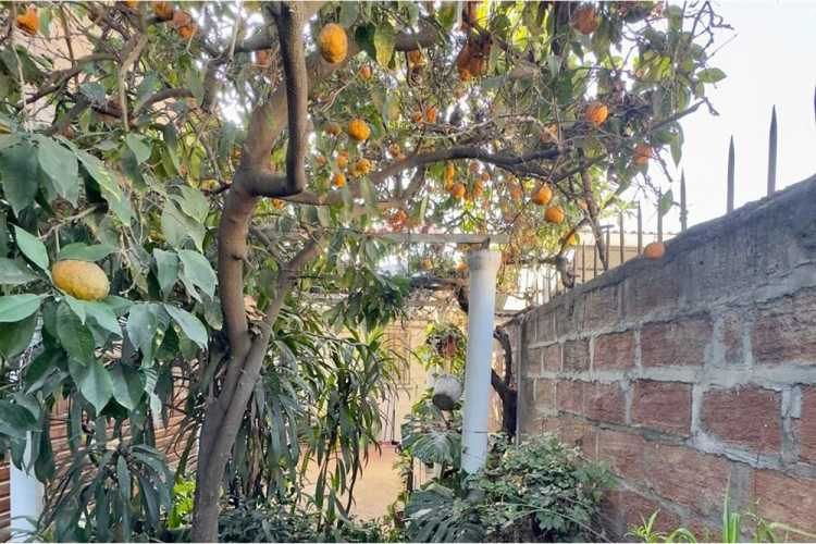 Vida cómoda, conectada y rodeada de verde