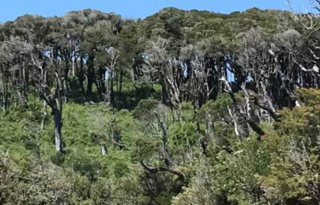 Terreno en Chepu Chiloe