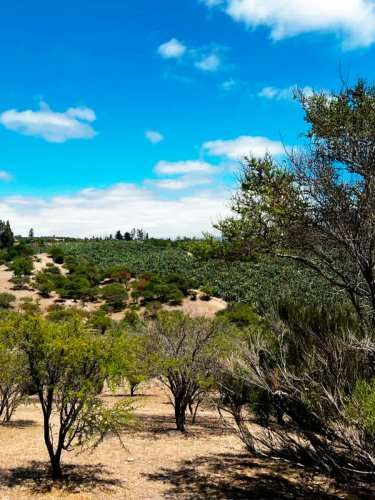 SE LIQUIDA PARCELA 3,5 HA CODIGUA MELIPILLA