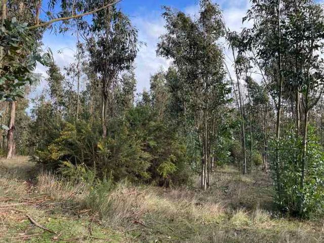 Terreno indígena de 5,10 hectáreas, Temuco.