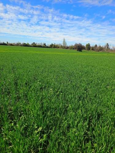 3 hectáreas subdividas, plano y roles aprobados, terreno trumao plano.