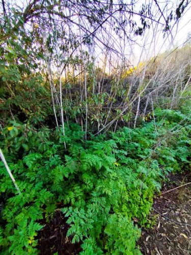 Parcela en Condominio Piamonte