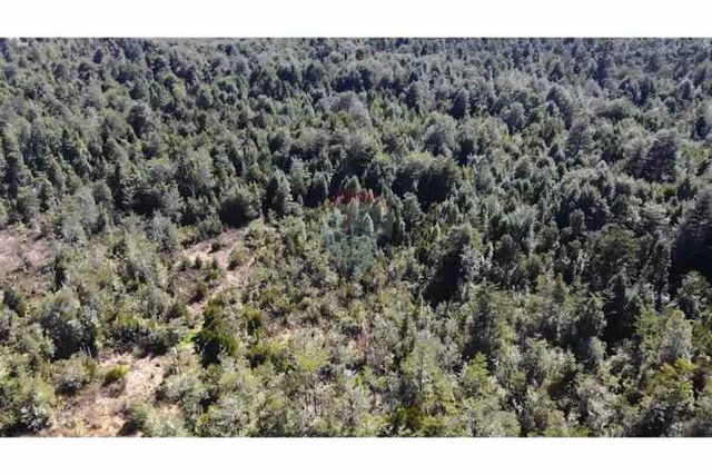 Oportunidad de inversión 49 hectáreas en el tepual