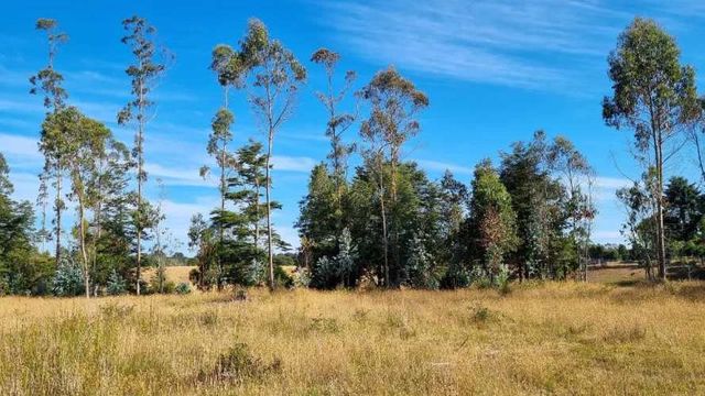 Campo de 6.5 Hectáreas sector Olmopulli