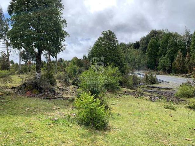 Cercana a Río, orilla de camino.