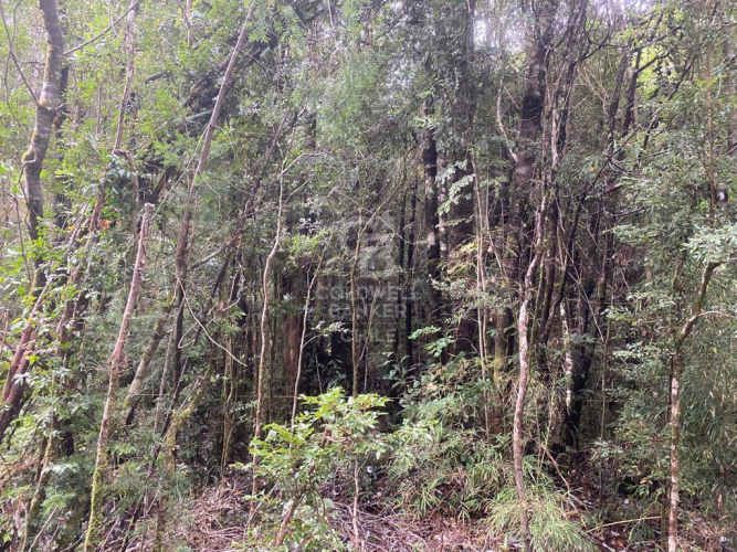 Con variada conectividad