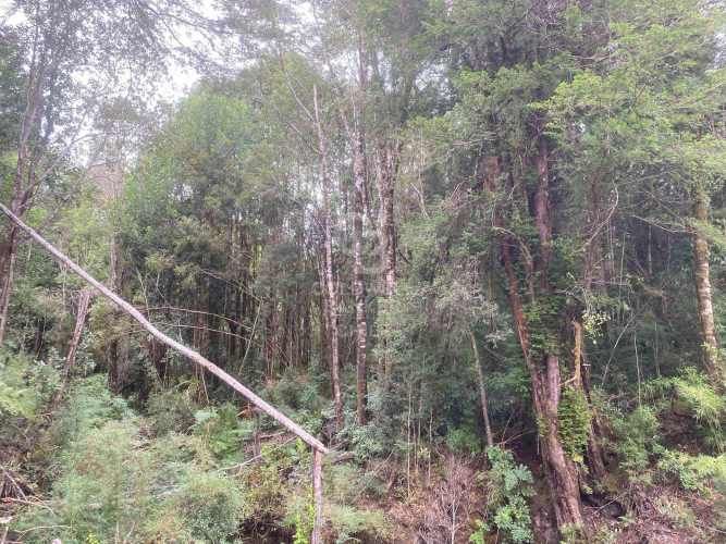 Con variada conectividad