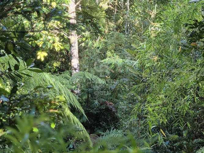 Parcelas en Venta en Río Pescado - Bosque Nativo