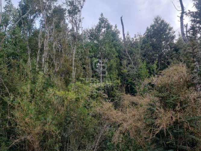 Parcelas en Venta en Río Pescado - Bosque Nativo