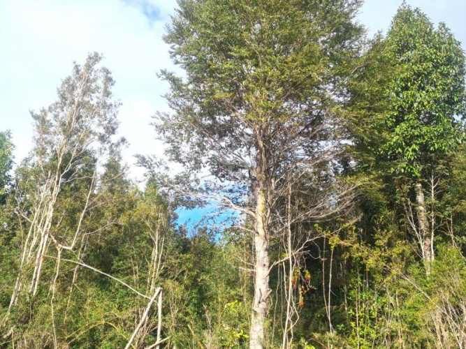 Parcelas en Venta en Río Pescado - Bosque Nativo