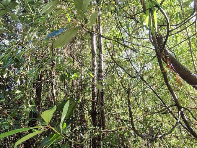 Parcelas en Venta en Río Pescado - Bosque Nativo