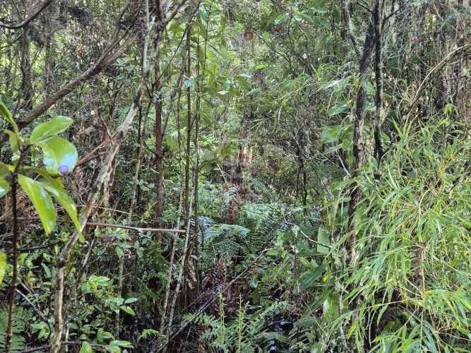 Parcelas en Venta en Río Pescado - Bosque Nativo