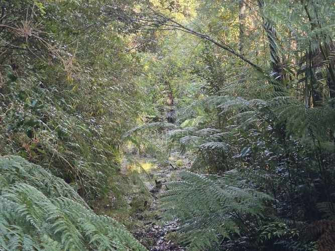 Parcelas en Venta en Río Pescado - Bosque Nativo