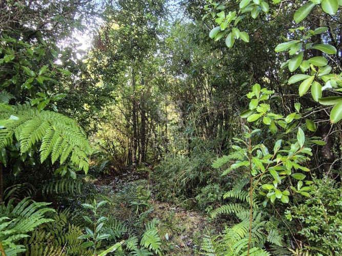 Parcelas en Venta en Río Pescado - Bosque Nativo