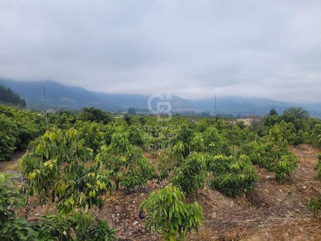 Parcela La Cruz Inversión Paltos en Proceso Productivo