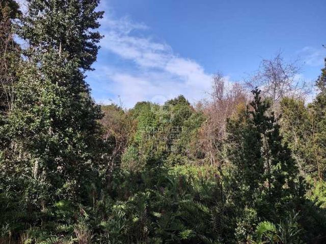 Parcela 10.000mt2 en Colonia 3 Puentes