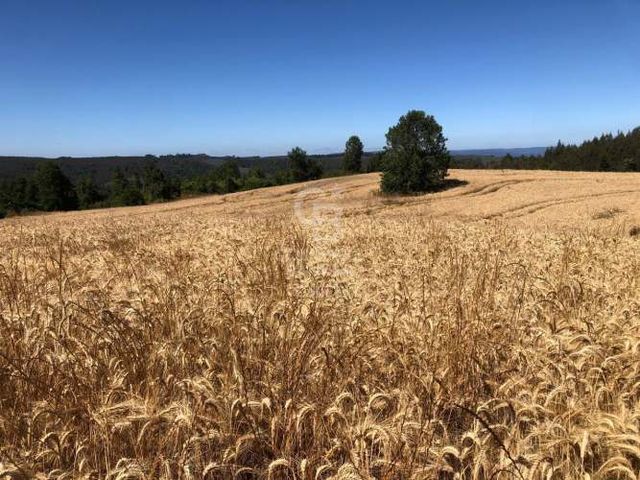 Campo de 65 hectáreas en Fresia ( al poniente de Purranque)