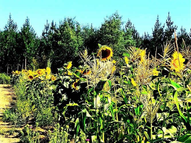 Terreno Agrícola en Chillán