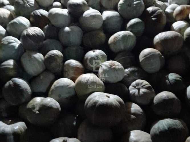 Terreno Agrícola en Chillán