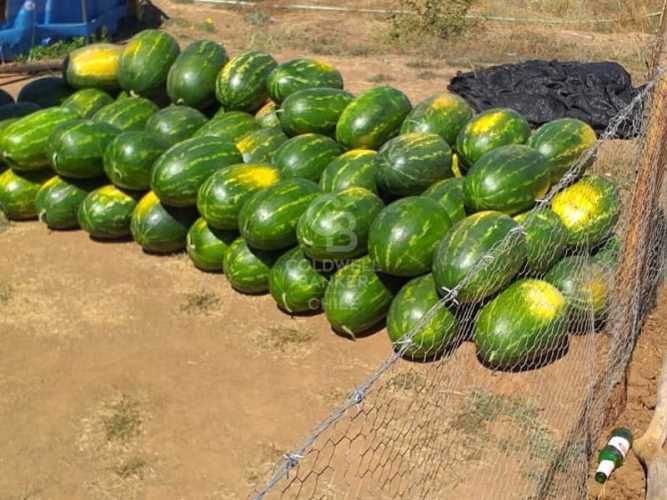 Terreno Agrícola en Chillán