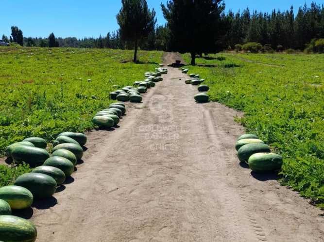 Terreno Agrícola en Chillán
