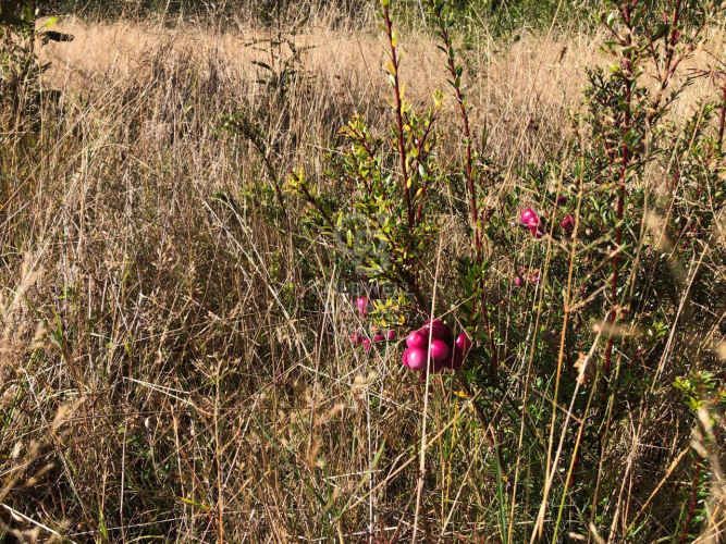 Salida directa al Lago y vista al Volcán