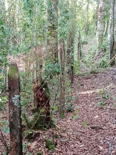 PARCELA Camino a Quilaco Km 4, Pucón