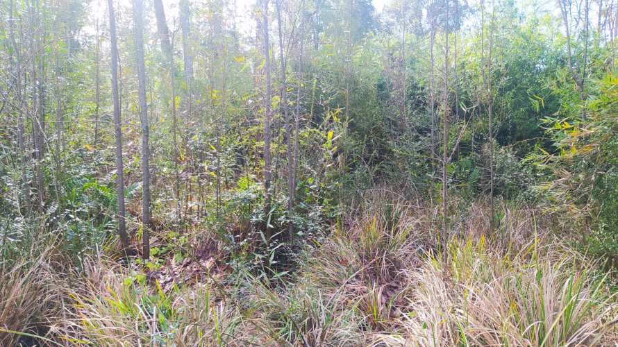 PARCELA CAMPO LINDO &quot;RUPANCO&quot;