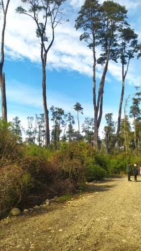 PARCELA CAMPO LINDO &quot;RUPANCO&quot;