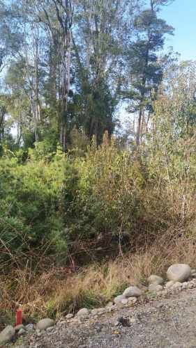 PARCELA CAMPO LINDO &quot;RUPANCO&quot;