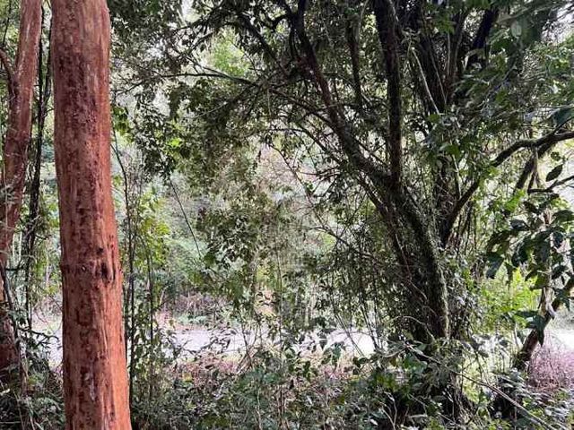 Linda parcela con bosque nativo en condominio consolidado