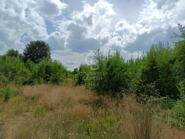 Bosque nativo buena conectividad