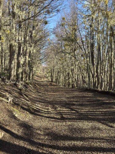 Parcela en la Cordonada