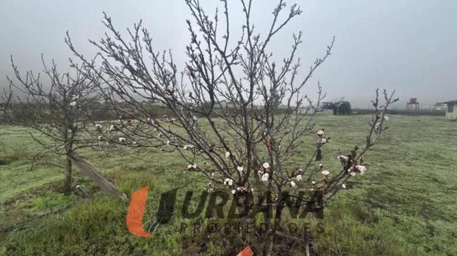 Parcela PARCELA CON CASA QUEBRADA MARTÍNEZ - EL PEÑÓN