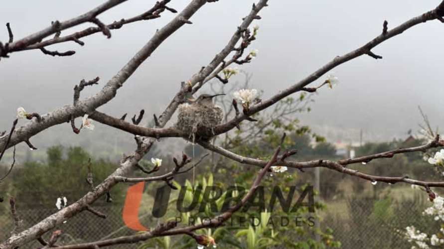 Parcela PARCELA CON CASA QUEBRADA MARTÍNEZ - EL PEÑÓN