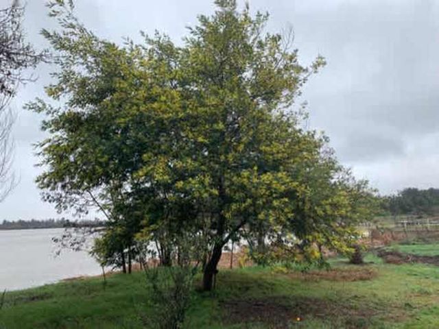 Parcela VENTA DE PARCELA CON CASA A ORILLA DE LAGO RAPEL