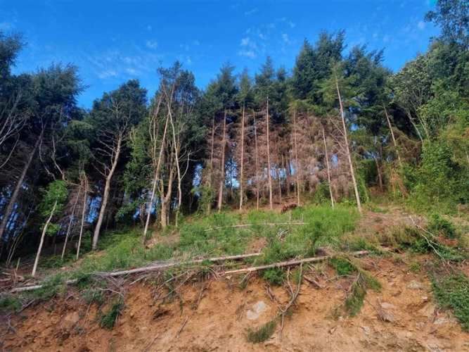 PARCELA quita calzon