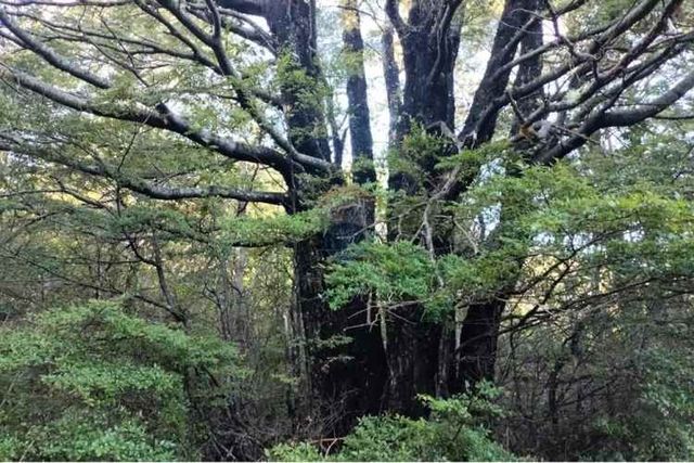 Vende parcela en pucón sector los nevados