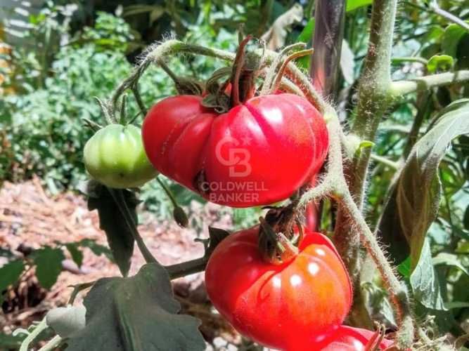 Venta Comercial - Restaurante Rústico