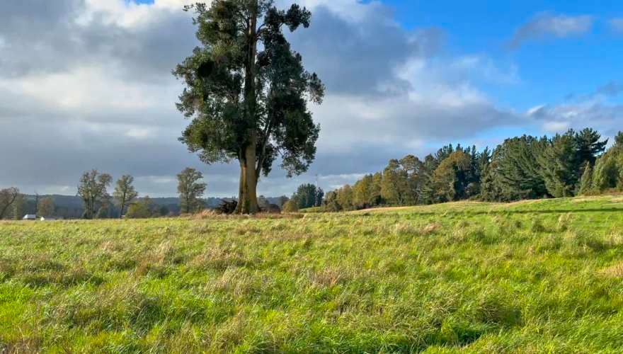 Oportunidad, macroparcela de 8,1 Hectáreas Lago Ranco