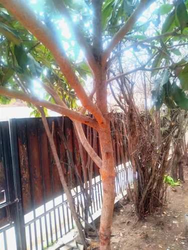 CASA Manso de Velasco