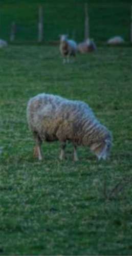 Parcela en venta Loncotoro (116125)