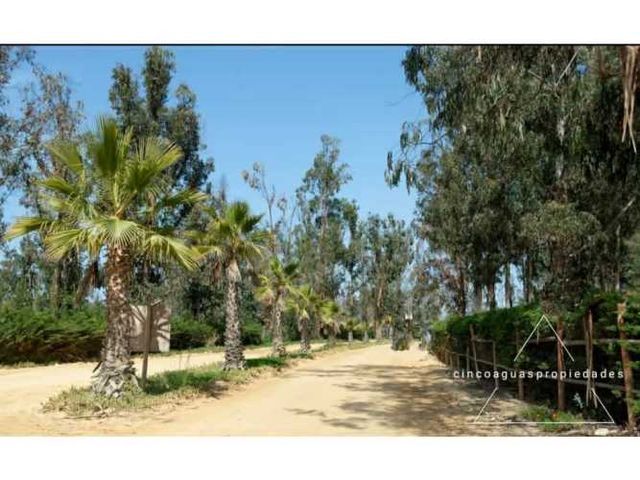 Parcela Catapilco, Foresta de Zapallar